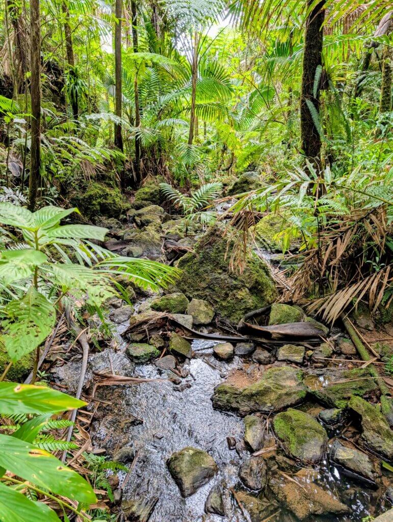 EL Yunque Rainforest